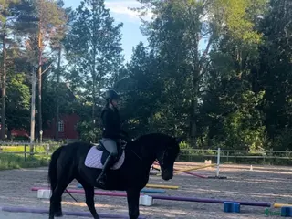 foderhäst Dressyrsto foder/köp - Annons 21