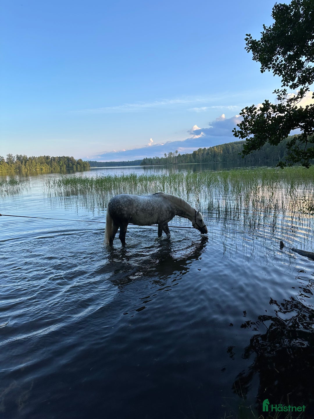 Dressyr hästar till salu: Fantastisk ponny med stor utstrålning  i Mölltorp - Annons 3
