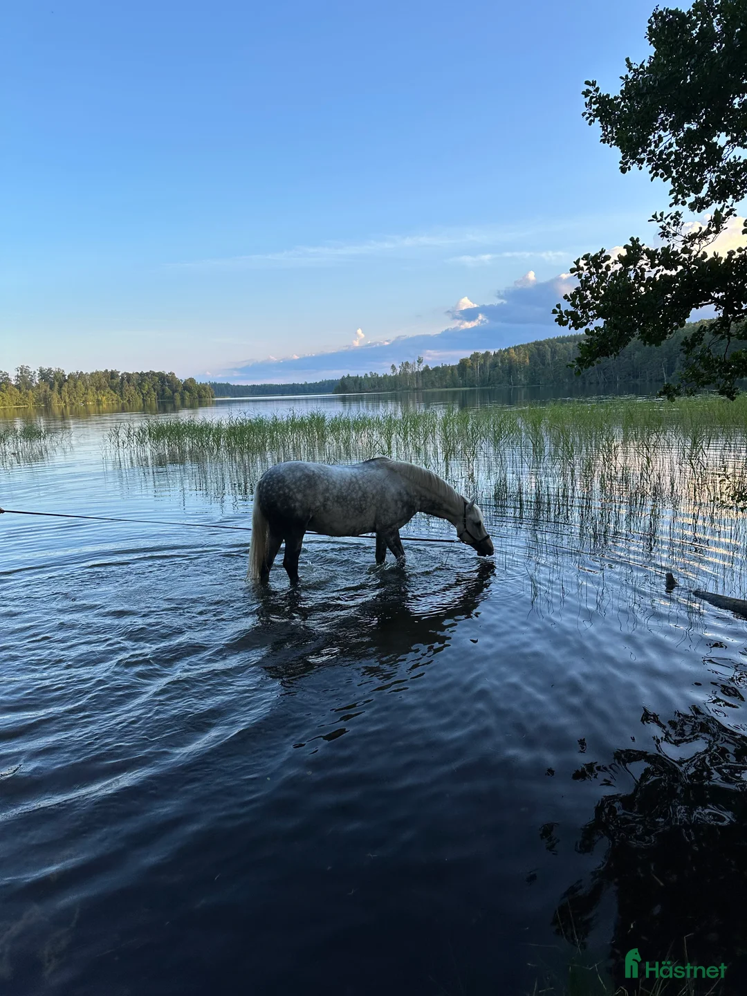 Dressyr hästar till salu: Fantastisk ponny med stor utstrålning  - Annons 3