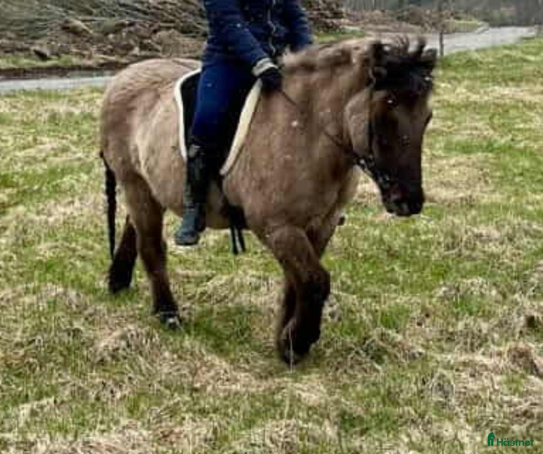  medryttarhäst finnes: Medryttare sökes till trygg islandshäst i Södertälje - Annons 1