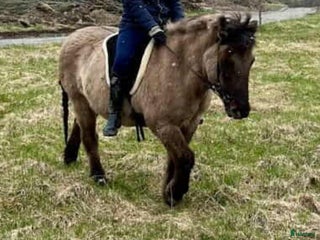 medryttarhäst finnes: Medryttare sökes till trygg islandshäst i Södertälje - Annons 1