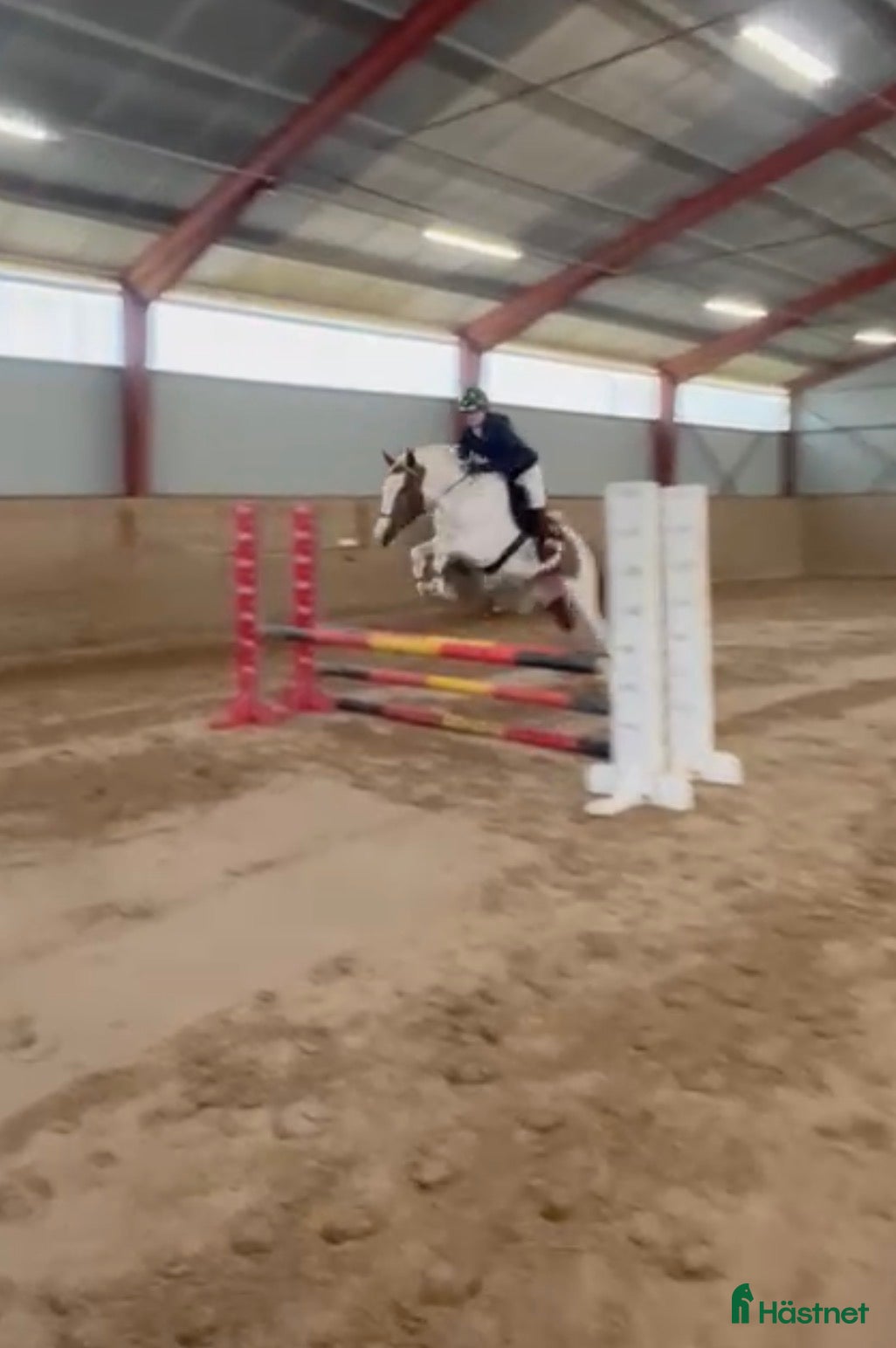  hästar Luna  - Annons 3