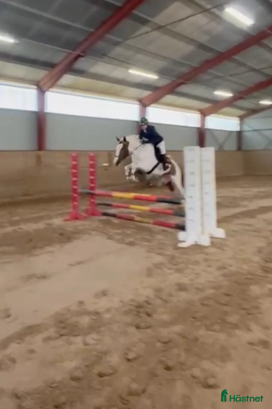 Hoppning hästar till salu: Luna  - Annons 1