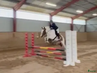 hästar Luna - Annons 3