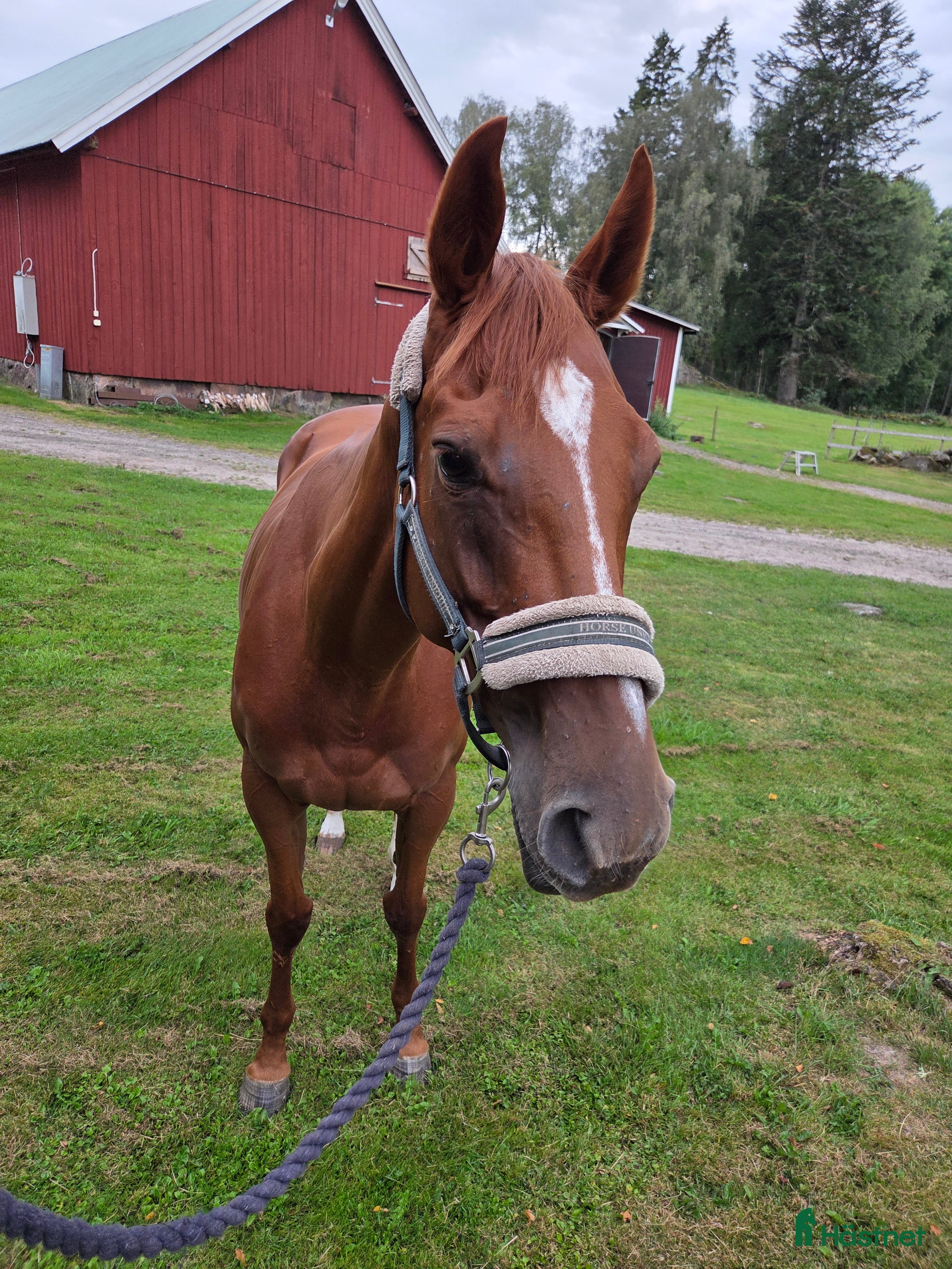  hästar 4årigt fullblodssto för allround/avel i Herrljunga - Annons 2