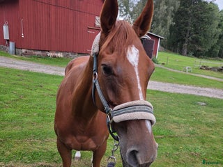 Allround hästar till salu: 4årigt fullblodssto för allround/avel i Herrljunga - Annons 1