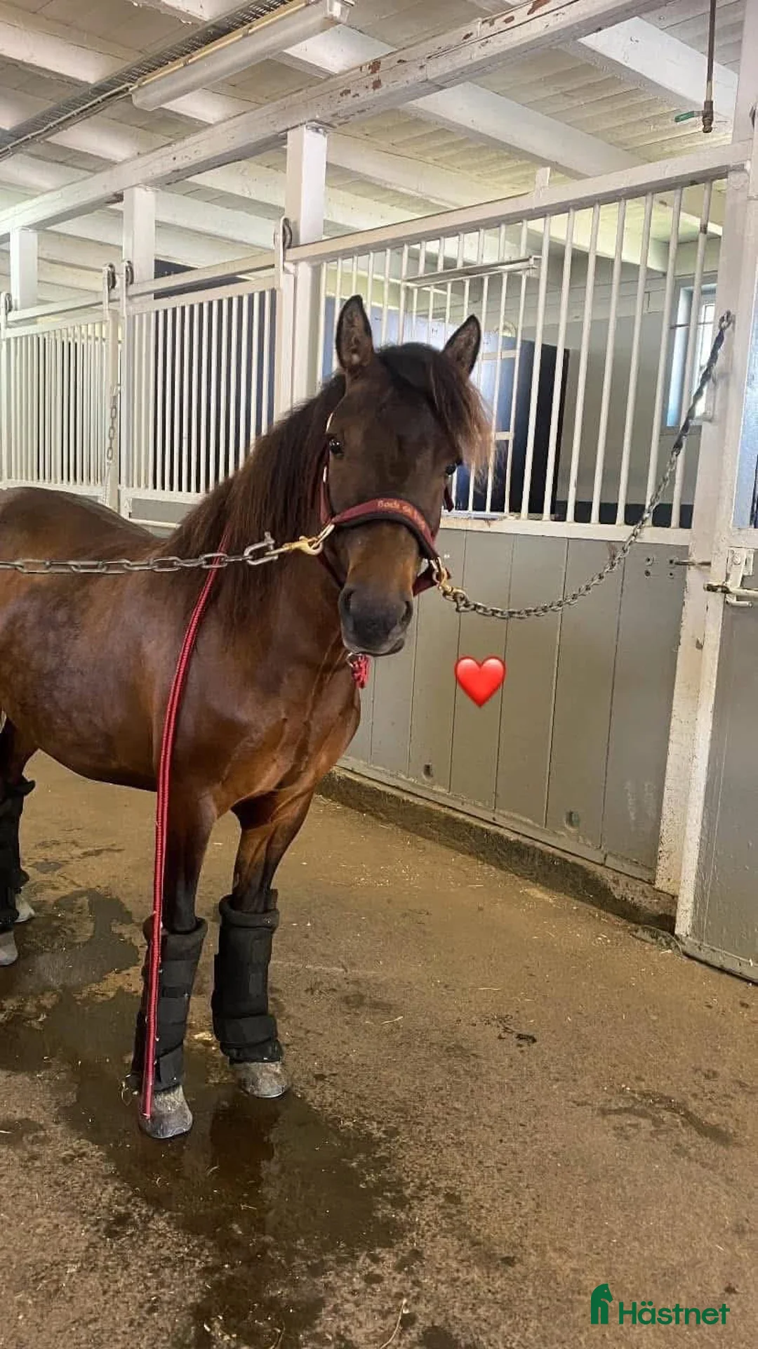 Trav hästar till salu: Superfin ponnytravare.(57% i segerprocent ) - Annons 2