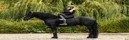 Dressyr hästar till salu: Amazing fresian! Perfect familly horse or sport - Annons 2