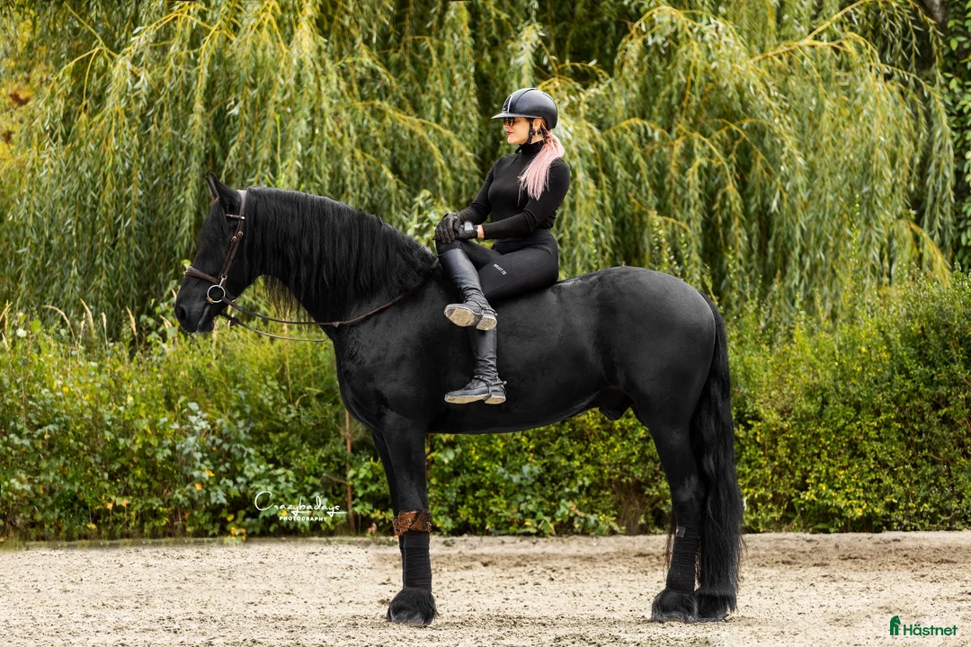 Dressyr hästar till salu: Amazing fresian! Perfect familly horse or sport - Annons 2