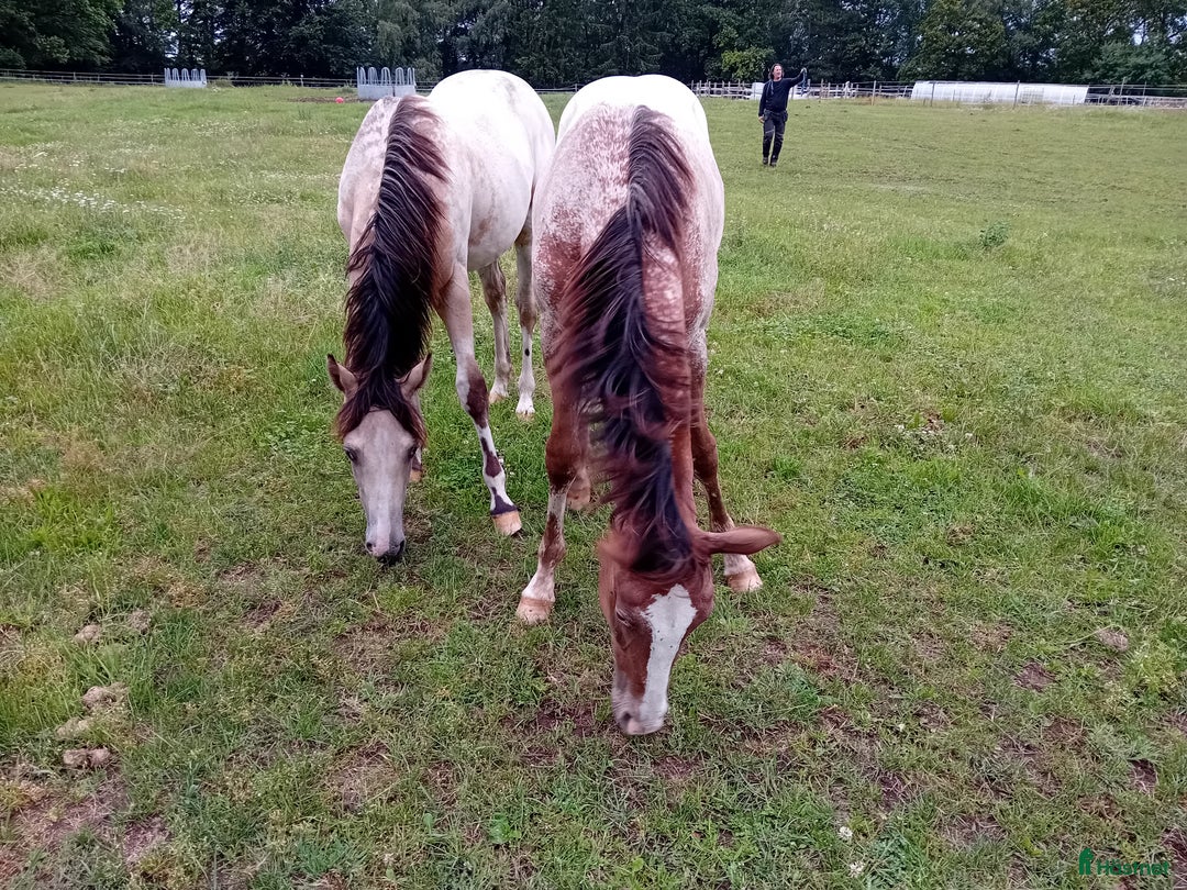 Western hästar till salu: Appaloosa colt yearling i Sösdala - Annons 3