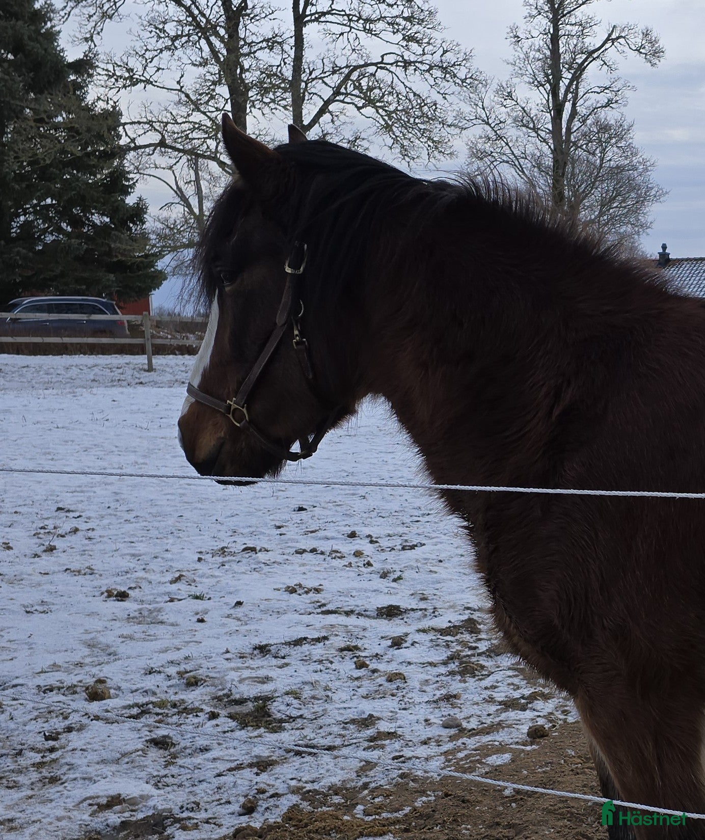  hästar Oprovad Nybliven 4-åring med toppstam - Annons 1