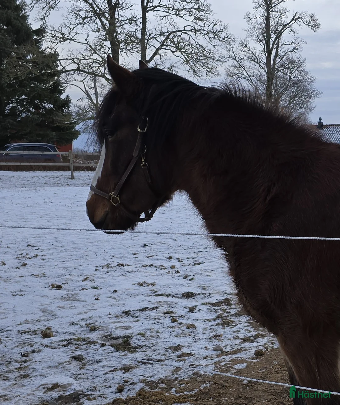Trav hästar till salu: Oprovad Nybliven 4-åring med toppstam - Annons 1