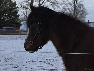 hästar Oprovad Nybliven 4-åring med toppstam - Annons 1