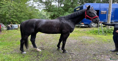  hästar i Järlåsa - Annons 3