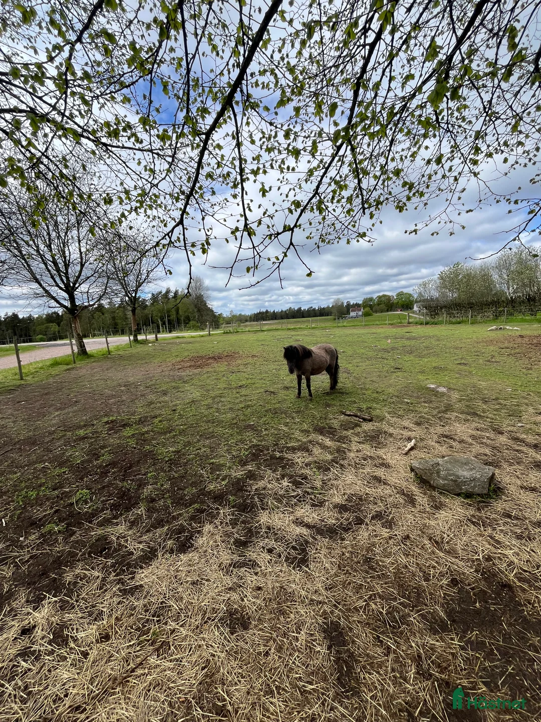 Allround hästar till salu: Underbara Inez i Långaryd - Annons 6
