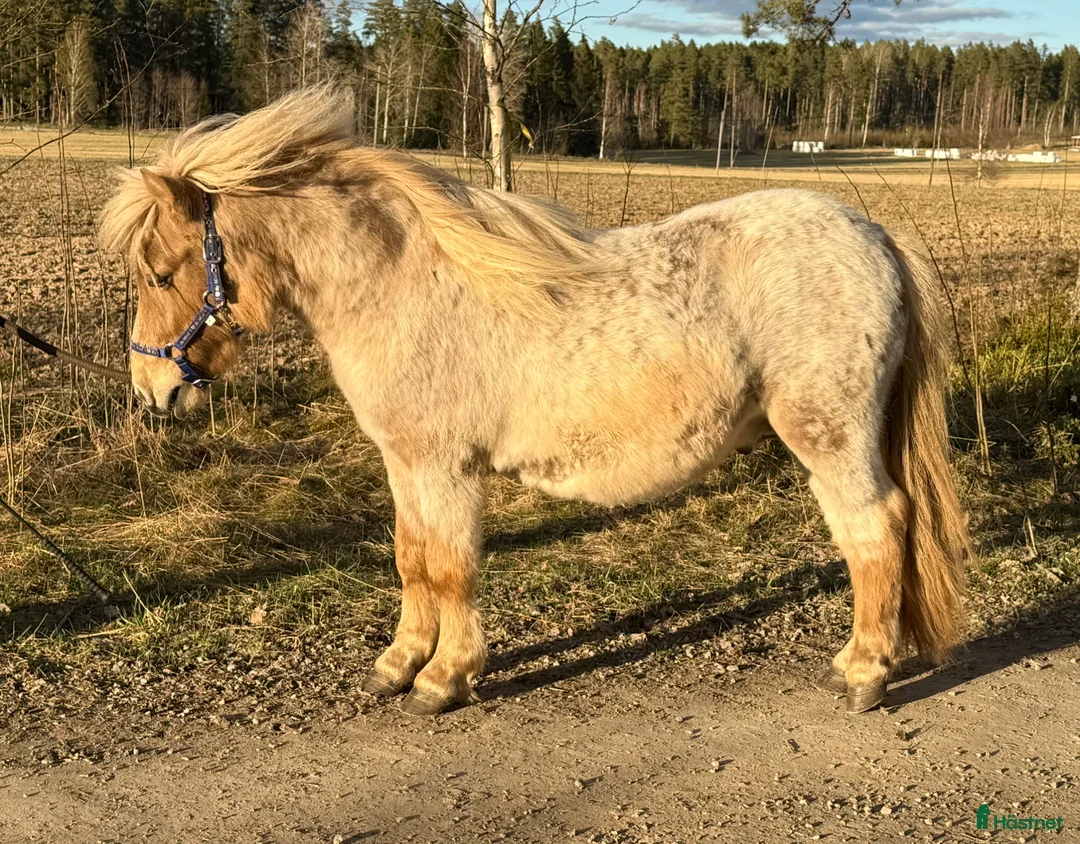 Allround hästar till salu: En mushroomskimmel Shettishingst / valack!  - Annons 2