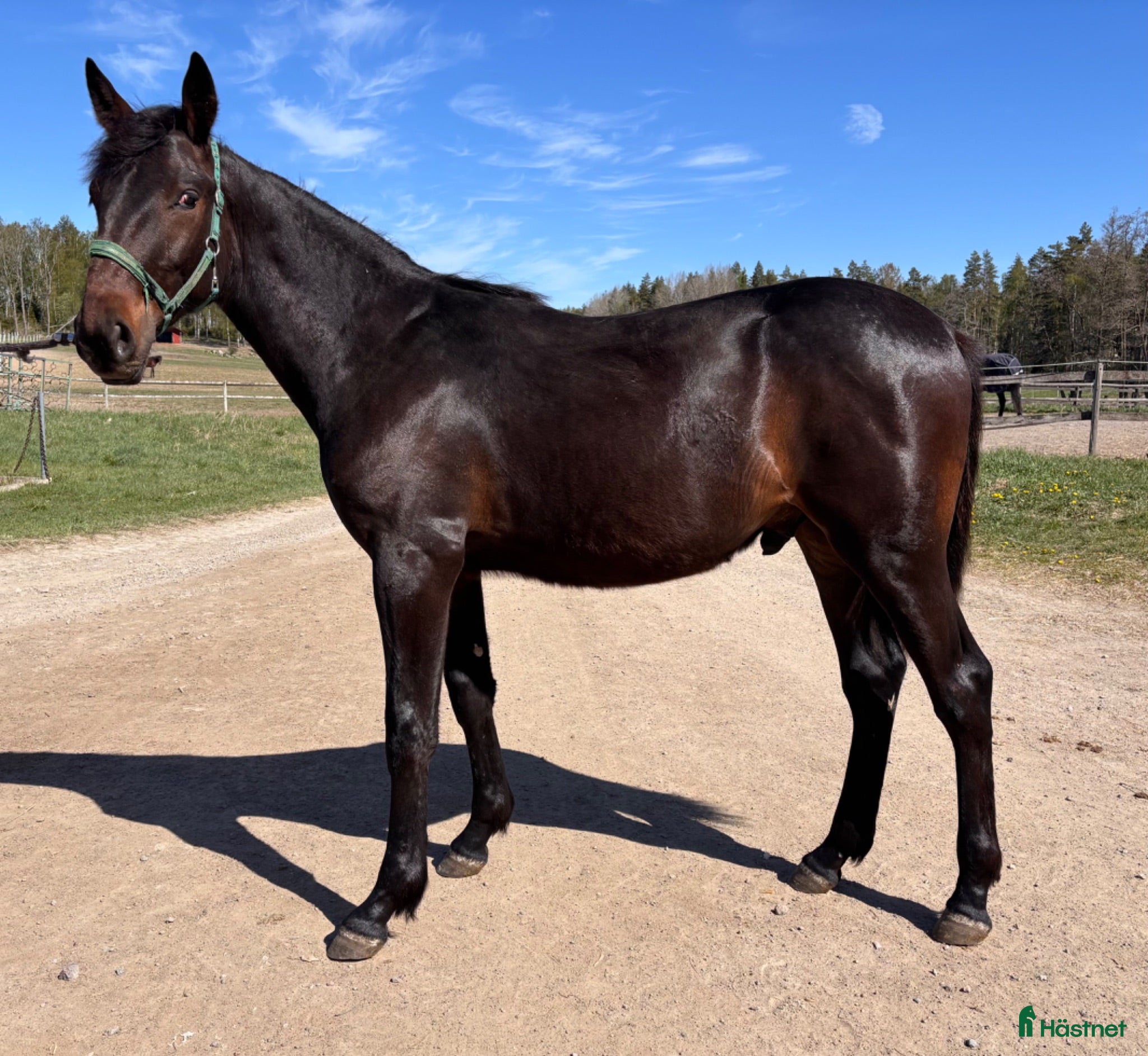  hästar 1 årig hingst e. Hayden Hanover - Annons 1