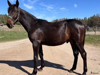 hästar 1 årig hingst e. Hayden Hanover - Annons 2