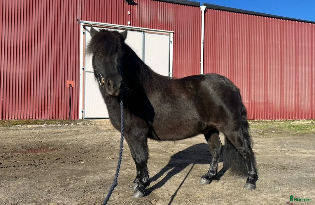 Allround hästar till salu: Shetlandsponny valack, 6 år, söker aktivt hem 🖤 - Annons 2