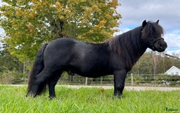 Allround hästar till salu: Gläntas Solid  i Björketorp - Annons 2