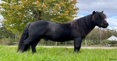  hästar i Björketorp - Annons 3