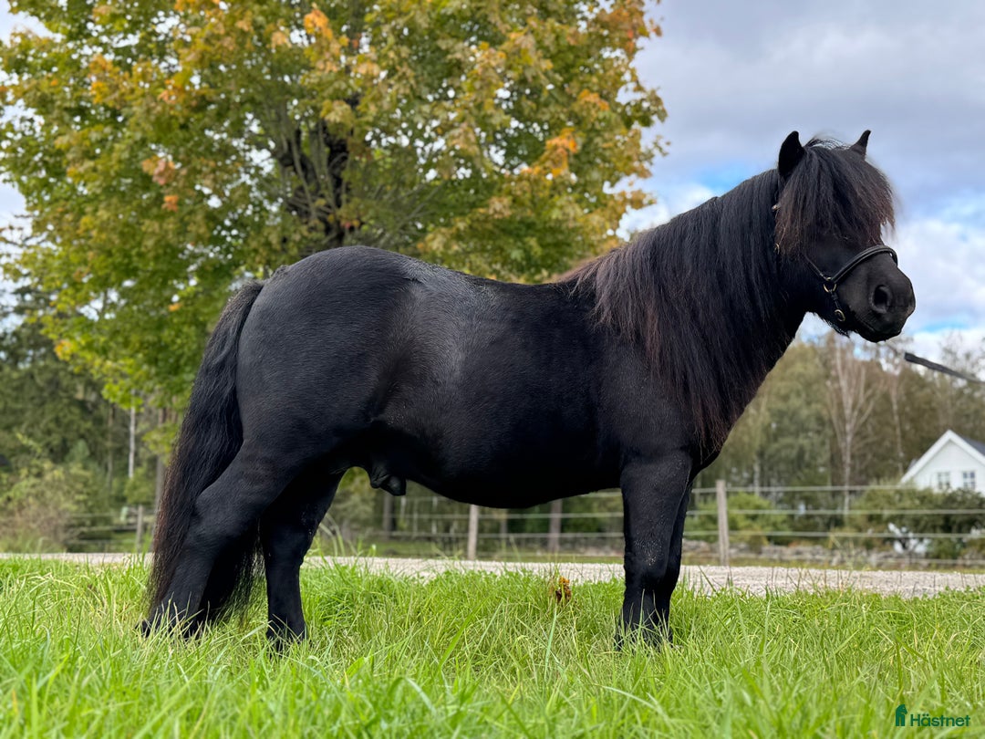 Allround hästar till salu: Gläntas Solid  i Björketorp - Annons 2