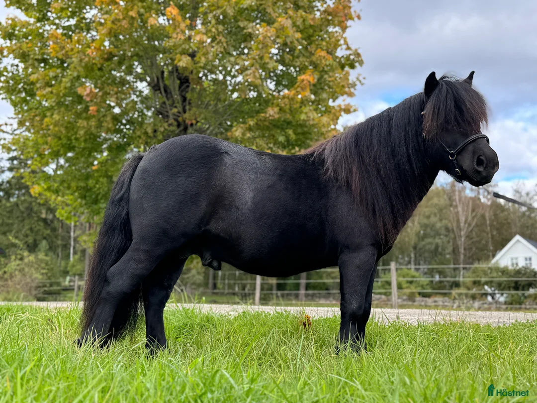 Allround hästar till salu: Gläntas Solid  - Annons 2