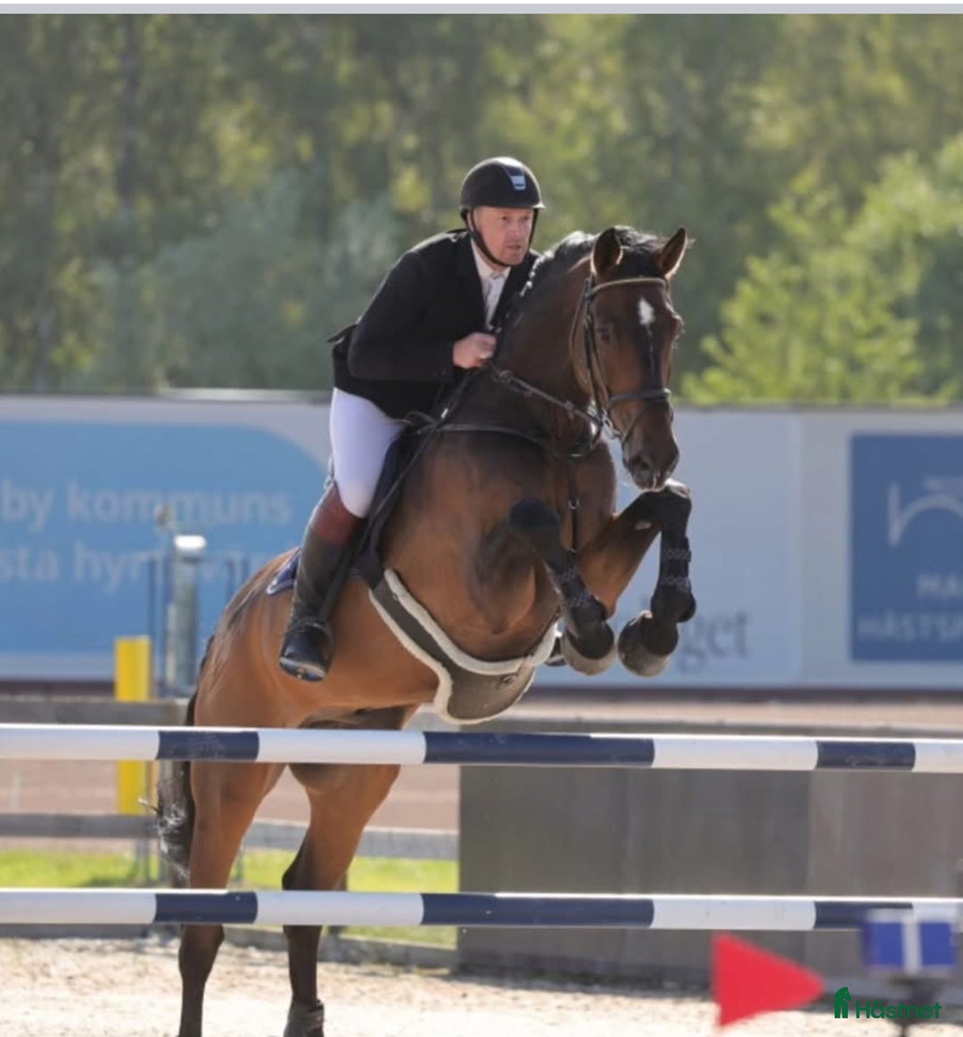 Hoppning hästar till salu: Läromästare i hoppning, perfekt juniorhäst  i Sparreholm - Annons 2