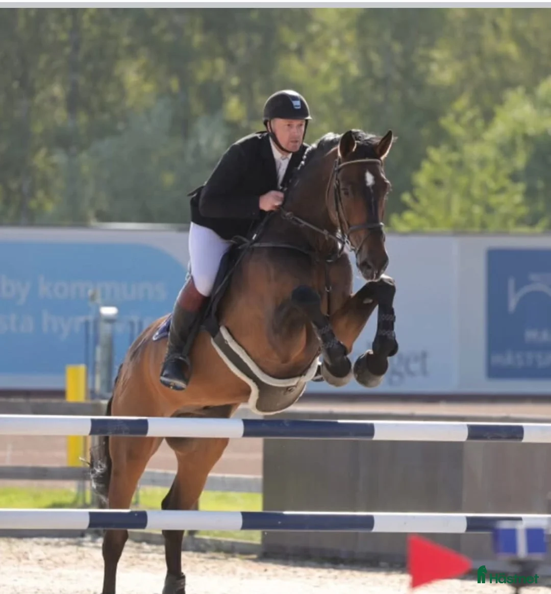 Hoppning hästar till salu: Läromästare i hoppning, perfekt juniorhäst  - Annons 2