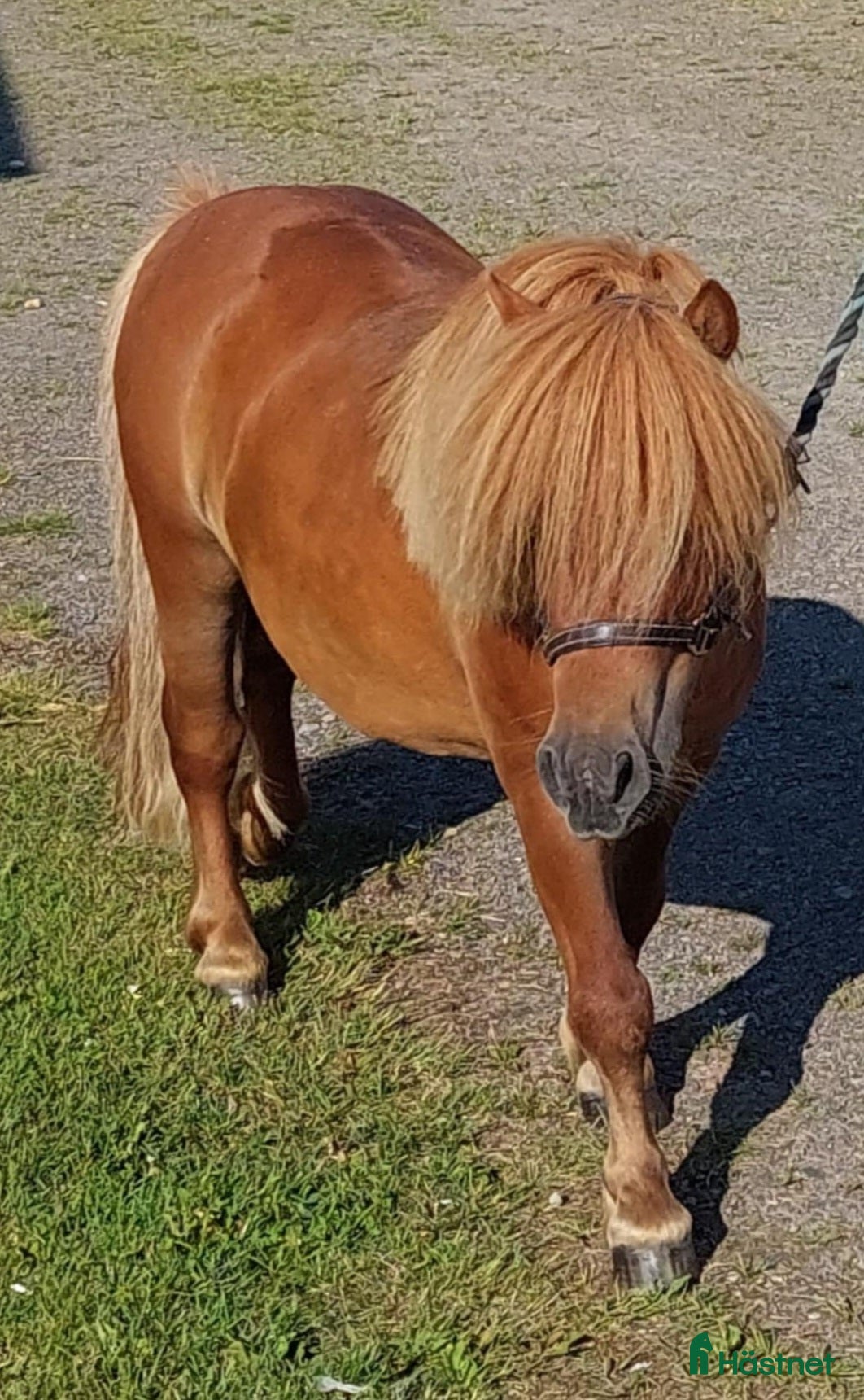  hästar Charmig minishettis i Rolfstorp - Annons 2