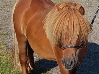 hästar Charmig minishettis i Rolfstorp - Annons 3