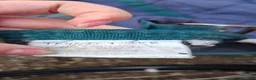 Täcken hästutrustning till salu: Termo täcke - Annons 3