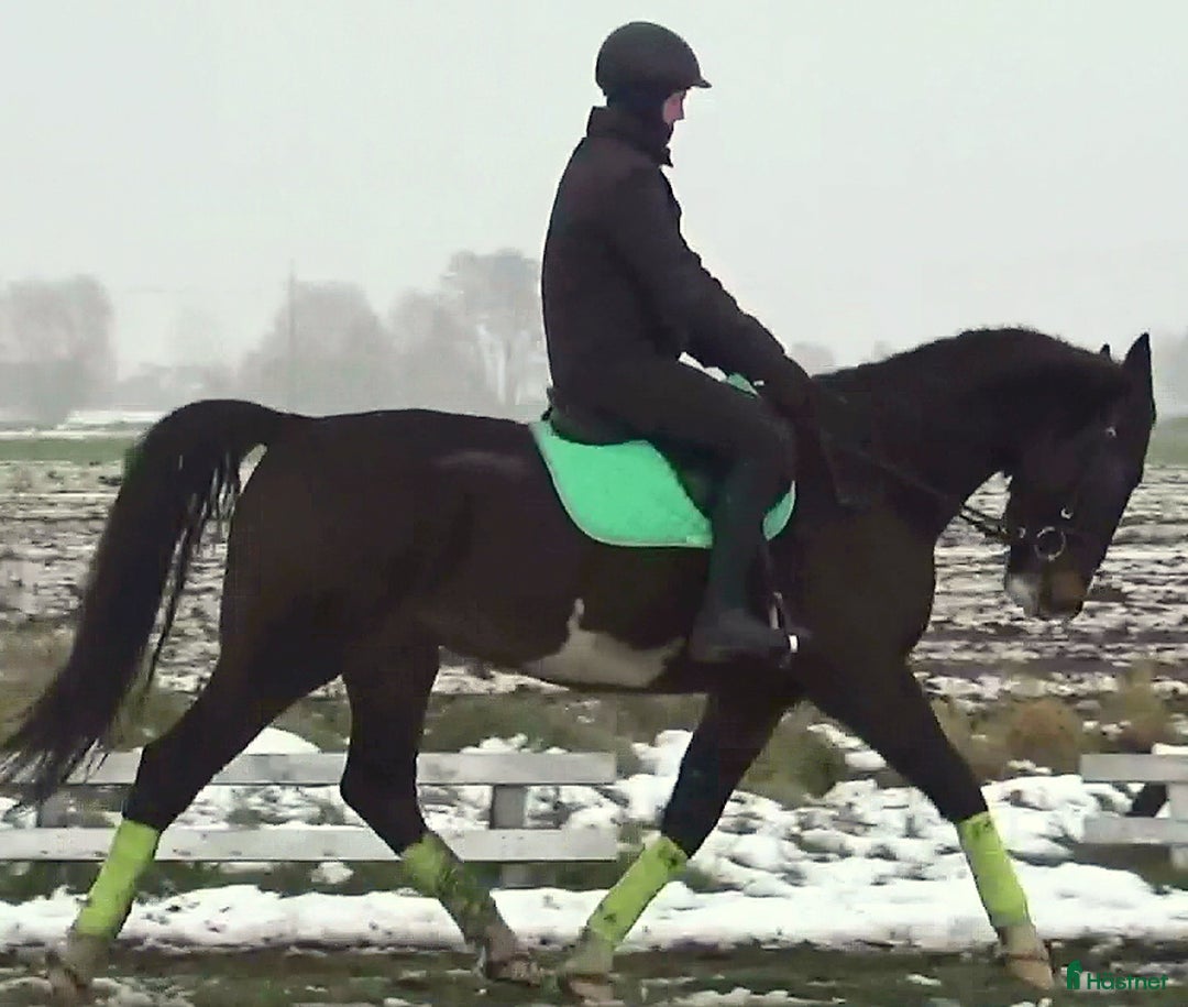 Allround hästar till salu: Dressage/driving Star with 4 white socks i Örsundsbro - Annons 9