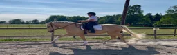 Allround hästar till salu: Sagolikt vackert lusitano sto🌟 - Annons 4