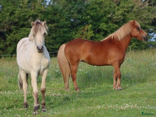 hästar Trevlig kompis i Fristad - Annons 17