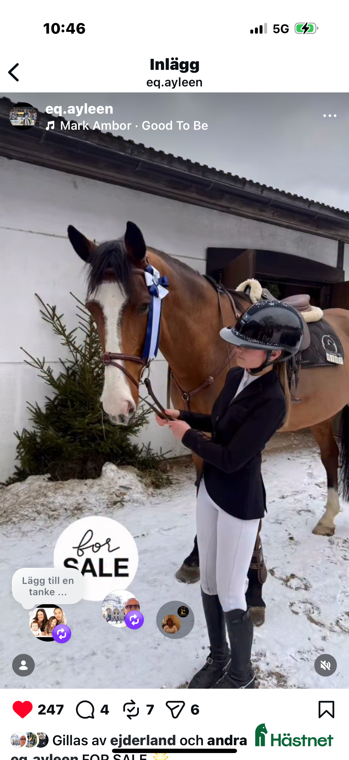  hästar Underbar kille säljes i Alvesta - Annons 9