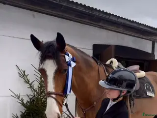 hästar Underbar kille säljes i Alvesta - Annons 9