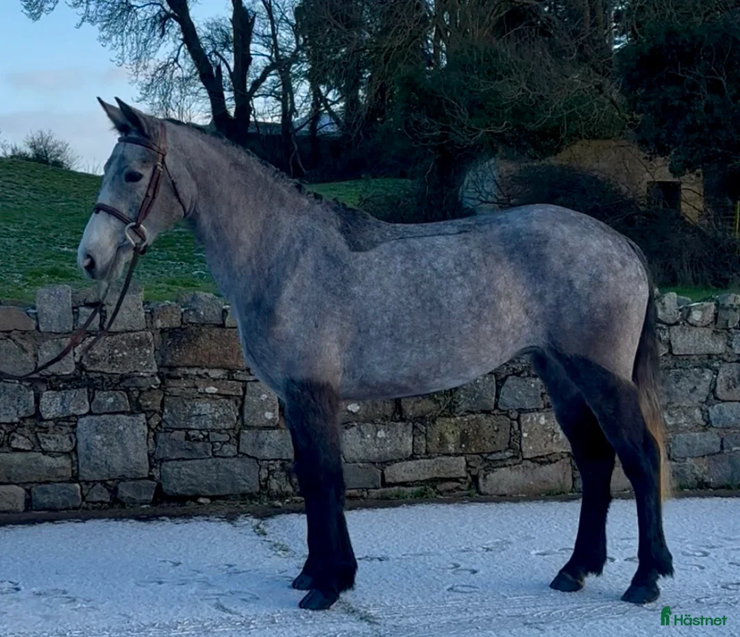 Allround hästar till salu: Beautiful Connemara Filly i Stockholm - Annons 4