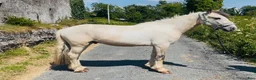Allround hästar till salu: Ride & Drive gelding  - Annons 3