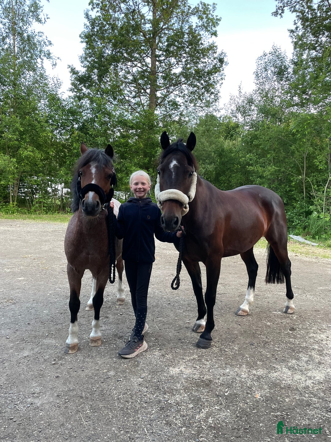 Hoppning hästar till salu: Guldponny i Lekeryd - Annons 4