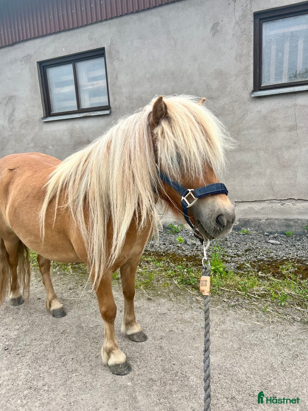 Allround hästar till salu: 2 fina barnvänliga ston i Kolbäck - Annons 9