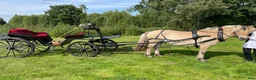 Körvagnar körning till salu: Tjusig Bröllopsvagn , promenadvagn. - Annons 3