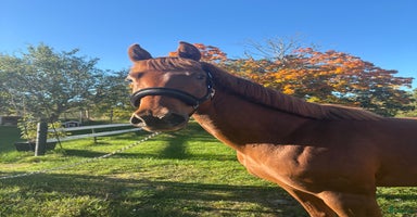  hästar i Kristdala - Annons 7