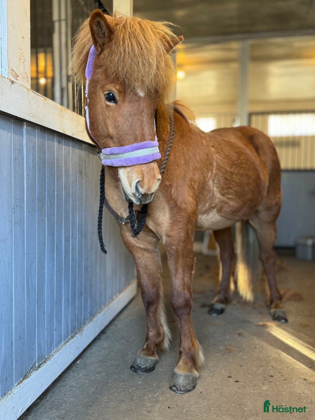 Island hästar till salu: Vill du tävla pass? i Eskilstuna - Annons 3