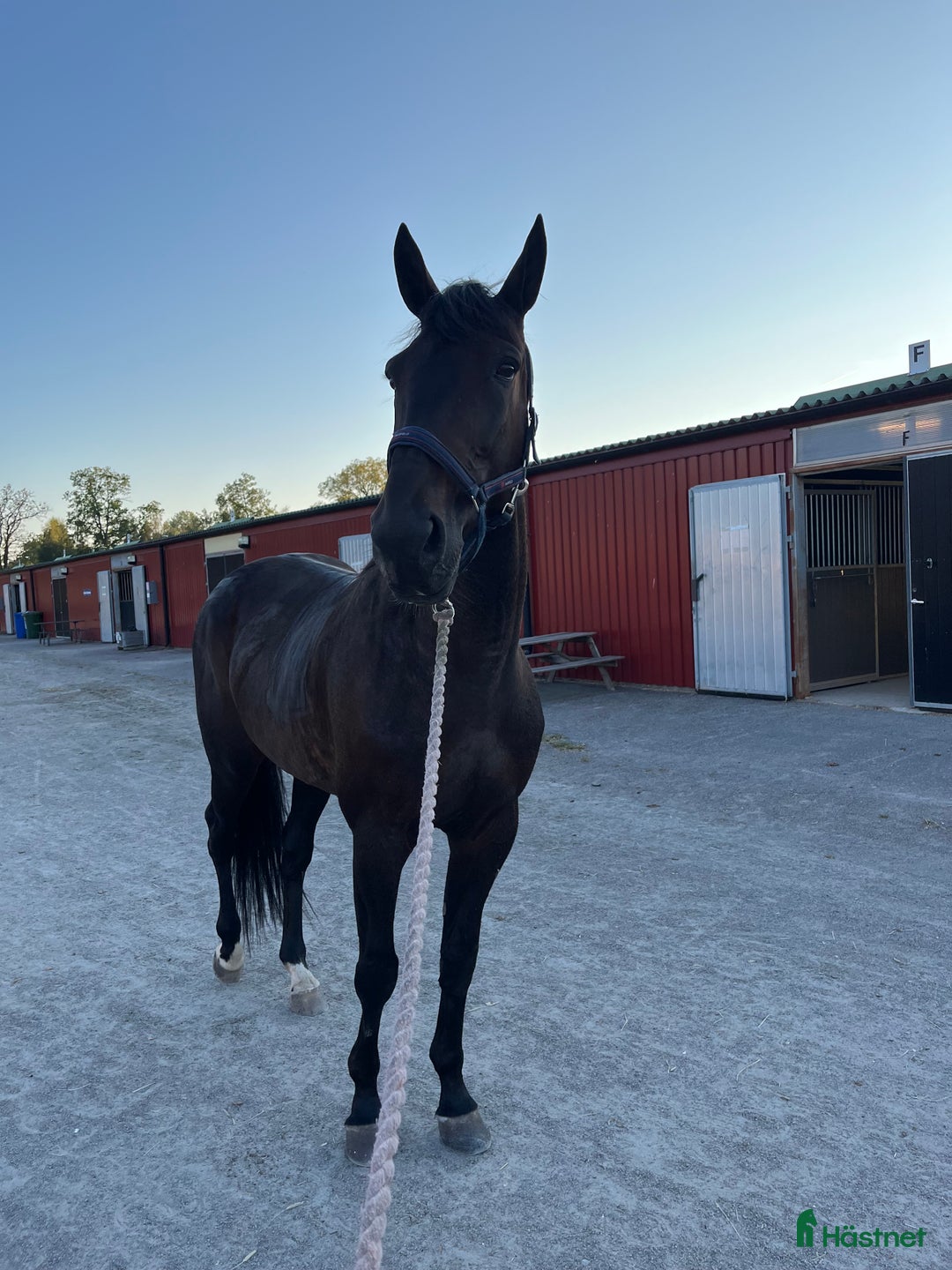 Övrigt hästar till salu: Ridtravare söker nytt hem i Kalmar - Annons 1