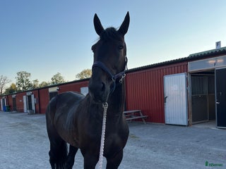 hästar Ridtravare söker nytt hem i Kalmar - Annons 9