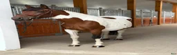 Allround hästar till salu: Marvelous mare for hobby/showjumping/riding school - Annons 2