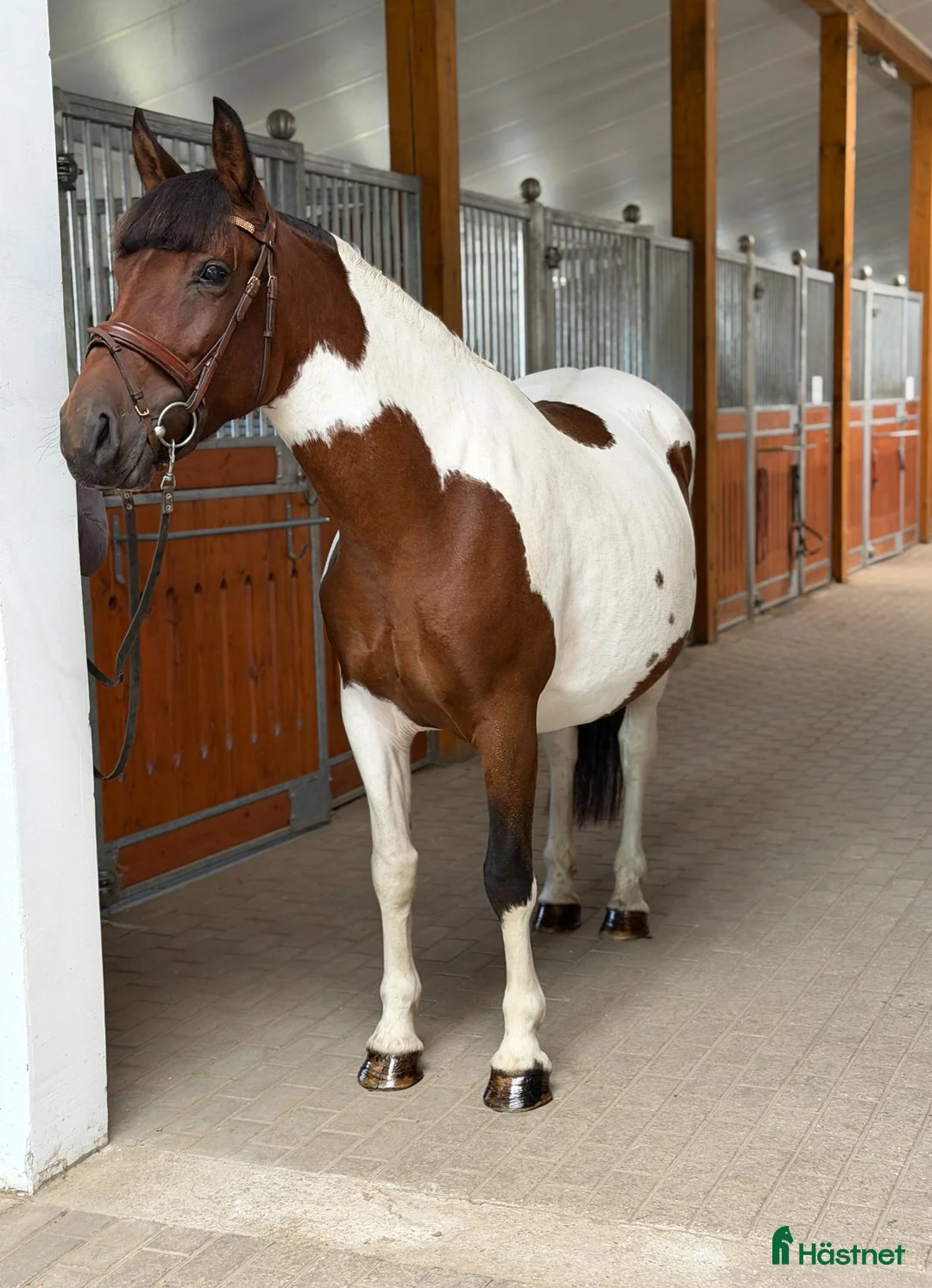 Allround hästar till salu: Marvelous mare for hobby/showjumping/riding school - Annons 2