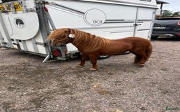 Övrigt hästar till salu: Minishetlandhingst  i Falköping - Annons 7