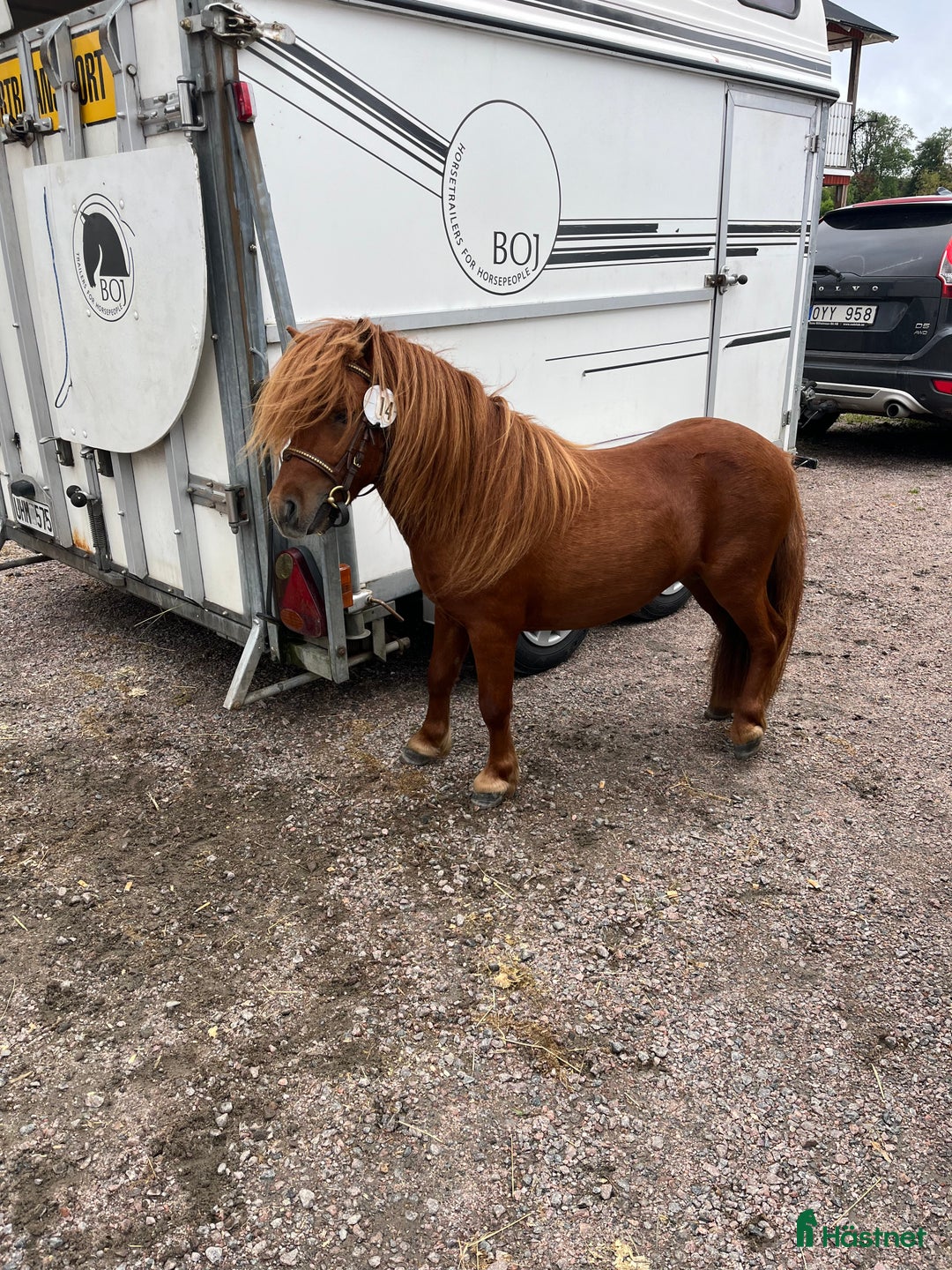 Övrigt hästar till salu: Minishetlandhingst  i Falköping - Annons 7